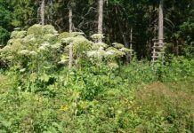 Kas sinu maal kasvab ohtlik karuputk?