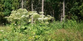 Kas sinu maal kasvab ohtlik karuputk?