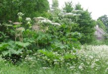 Karuputke võõrliigid võivad nahka tugevalt kahjustada