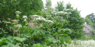 Karuputke võõrliigid võivad nahka tugevalt kahjustada