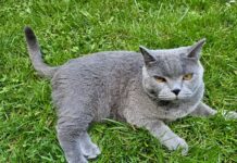 Uuest koerte ja kasside pidamise eeskirjast Hall lühikarvaline kass lebab rohelisel murul ja vaatab otse kaamerasse