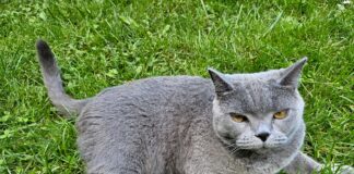 Uuest koerte ja kasside pidamise eeskirjast Hall lühikarvaline kass lebab rohelisel murul ja vaatab otse kaamerasse