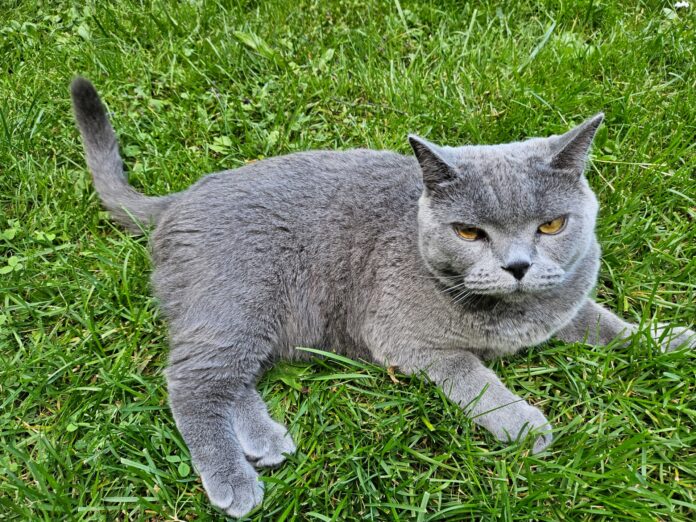 9_koerte_ja_kasside_eeskiri Hall lühikarvaline kass lebab rohelisel murul ja vaatab otse kaamerasse