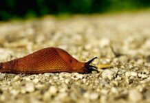 Hispaania teeteod tekitavad muret – kuidas käituda õigesti?