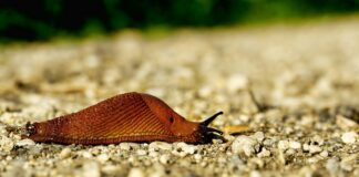 Hispaania teeteod tekitavad muret – kuidas käituda õigesti?