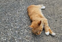 Apteeker selgitab: ennetav hoolitsemine lemmiku eest kaitseb ka inimest