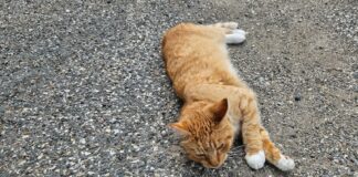 Apteeker selgitab: ennetav hoolitsemine lemmiku eest kaitseb ka inimest