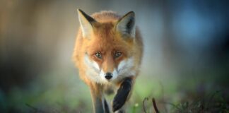 Elamupiirkonnas elavatest rebastest