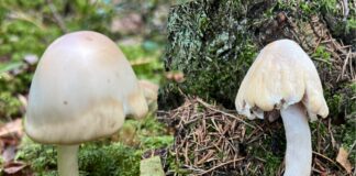 Jäta tundmatud seened metsa