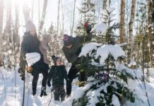 Taas on võimalus tuua riigimetsast omale pühadeks jõulupuu