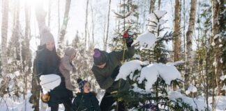 Taas on võimalus tuua riigimetsast omale pühadeks jõulupuu
