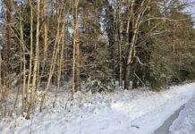 Korrastatakse Suure-Kambja mõisaparki