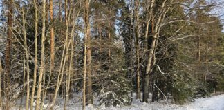 Korrastatakse Suure-Kambja mõisaparki