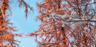 Iga huviline võib nüüd minna Keelatud sihile Lumega kaetud puud talvises metsas, mille oksi valgustab madal talvine päike, värvides need sooja oranžika tooniga.