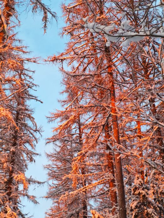 Lumega kaetud puud talvises metsas, mille oksi valgustab madal talvine päike, värvides need sooja oranžika tooniga.