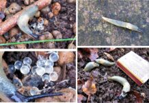 Kevadine tõrje aitab võõrnälkjad suvel kontrolli all hoida