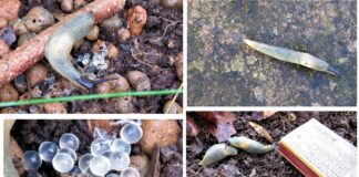 Kevadine tõrje aitab võõrnälkjad suvel kontrolli all hoida