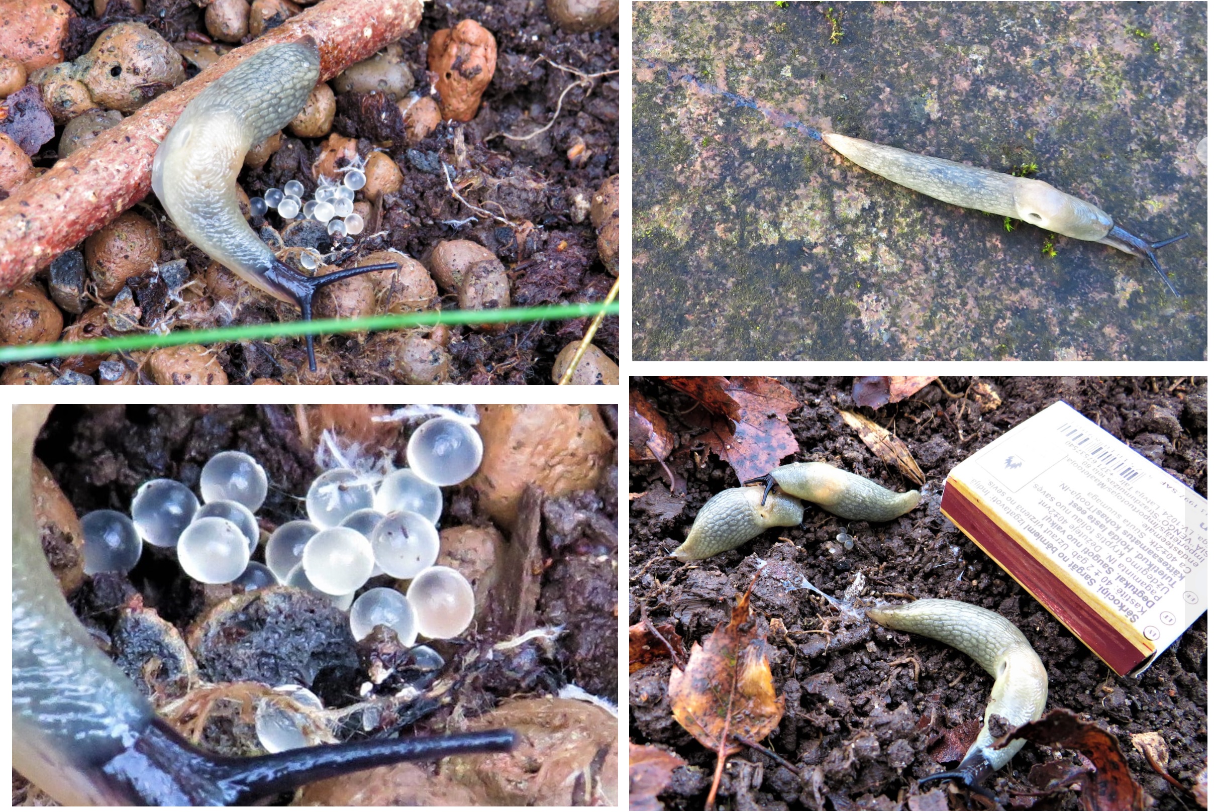 Kevadel enne hoogsat taimekasvu algust on õige hetk kontrollida üle põõsaalused, lehehunnikud, aiaservad ja muud varjulised kohad, et otsida võõrnälkjate munako